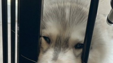 「かわいいの極み！！」「尊い」　飼い主の帰宅が嬉しすぎて...〝アザラシ化〟しちゃったハスキー子犬に1.6万人もん絶