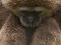 「かわいい、かわいい、かわいい！！！」　金沢動物園で激写された〝ぎゅっとするサル〟に17万人もん絶