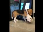 まるでカップルみたい！　抱き合い身を寄せ合うワンちゃんとアヒルちゃん。