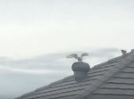 目が回る…（笑）　換気扇にとまってクルクル回る鳥が可愛い♪