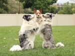 ４匹の犬で構成された芸達者なパフォーマンスがお見事だった！