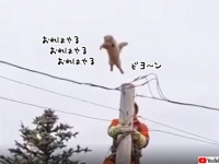 お前らの手など借りん！電柱の上にいる飼い猫を救助しようとしたところ自力で大ジャンプ