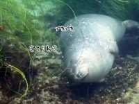 安心してください、生きてますよ。アザラシが水中でうとうと眠る姿がかわいい。