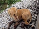 電車に轢かれた犬…。奇跡の救出劇にネット民から感動の声