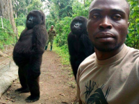 自撮りに偶然映り込んだゴリラギャルズたちのナイスポージング（コンゴ）