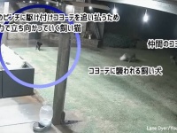 猫が飼い犬をコヨーテの攻撃から守る。果敢に立ち向かい2匹のコヨーテを追い払う