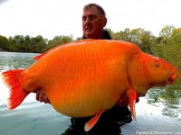 どでかっ！フランスで30キロの鯉の交配種が釣り上げられる