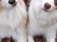 6万人がうっとりした〝シンメトリー犬〟がこちらです　「うちゅくしい...」「可愛すぎじゃない？」と感嘆の声