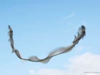 これはすごい！鳥の飛行軌跡を撮影したら大空を舞う巨大生物に変貌を遂げた