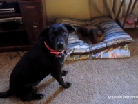 「猫さん、そろそろベッド返してほしいんだけど……」どこか遠慮がちな犬たちのベッド奪還作戦