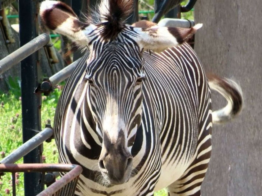 シマシマの理由（画像はイメージ）