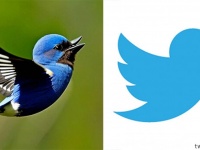 Twitterの鳥、かわいすぎる。様々な有名企業のロゴをAIでリアルに再現してみた