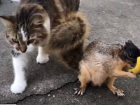 リスの背後から猫が近づいていく、一触即発と思いきや猫の意外な行動にほんわかなんだぜ