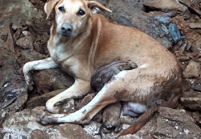 mother-dog-helps-rescuers-puppies4