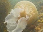 人間と同じサイズの巨大クラゲが発見される　イギリス