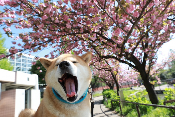 4月も後半！柴犬まる、桜前線を追っかけて宮城県へ行く（前編）