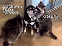 アライグマに熱愛発覚！犬がかわいすぎてこねくりまわす