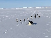 お～い！ニンゲン　お腹すべりで南極探検隊についていこうとする皇帝ペンギン