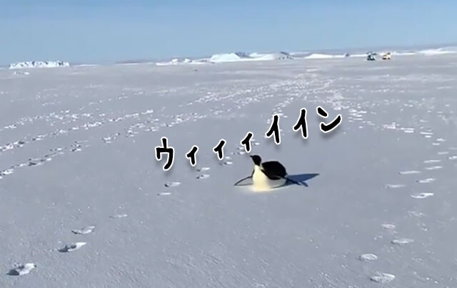 お~い!ニンゲン お腹すべりで南極探検隊についていこうとする皇帝ペンギン