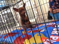 ～Hope For Paws～飼い主が入院したまま帰らぬ人に！残された愛犬を助けてほしいとの通報にスタッフが急行