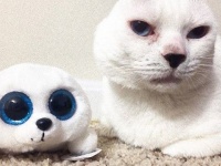 中耳炎で耳を失った猫、その可愛さでネット上で大人気。現在は自身にそっくりな抱き枕もゲットした模様。