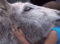 ロバは一度でも愛情を注いでくれた人のことを決して忘れない。子供時代を共に過ごした少女との感動の再会