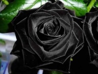 【フェイクだった】ちょっとかっこいい。トルコのごく一部地域にしか咲かない「黒薔薇」【追記あり】