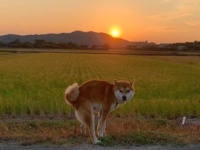 「色んな意味で絶好のタイミング」　柴犬の〝美しすぎるウンチング〟に2.5万人見惚れる