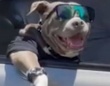 犬だってドライブを満喫するよ！助手席にいたクールガイ「ハイタッチしてください！」のリクエストに応えてこの笑顔