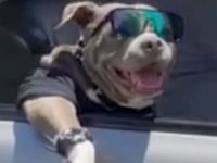 犬だってドライブを満喫するよ！助手席にいたクールガイ「ハイタッチしてください！」のリクエストに応えてこの笑顔