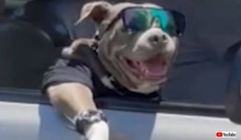 犬だってドライブを満喫するよ！助手席にいたクールガイ「ハイタッチしてください！」のリクエストに応えてこの笑顔