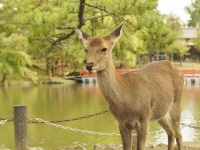 コロナの影響で健康に？（画像はイメージ）