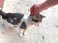 これはもうまるで別猫！「助けてくれてありがとう」ニューヨークの野良猫がスイートホームを見つけるまで