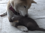 愛が起こす奇跡！孤独なテンの赤ちゃんを育てることになった柴犬に驚くべき出来事が！