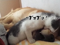 犬、食べちゃいました。子猫盛大に犬を食す。
