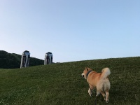 柴犬まるのフェリーで行く北海道10日間の旅～あこがれの星野リゾート編～【中編】