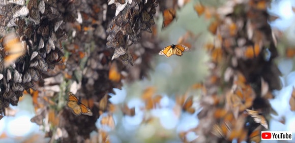 スクリーンショット-(1382)