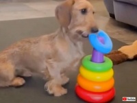 ほら、元通りになったよ！賢い犬、輪投げの輪っかを順番通りに入れる