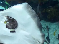 「ちょ、待って待って、ロープロープ！」水族館の水槽の中で魚を食べようとするエイがいた