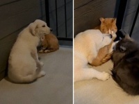「ホントはちょっと寂しかったの」子猫と一緒に育った犬、引き取られた先で猫と触れ合い、嬉しさのあまりに尻尾ぎゃんふり