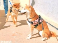柴犬「ママ、ボクのこと忘れちゃったの？」久しぶりに再会した我が子に対する母犬の反応が薄かった…