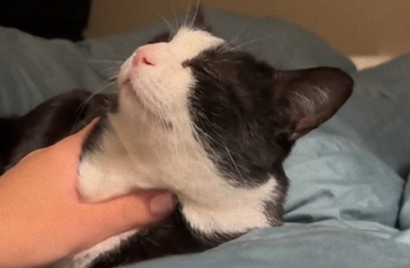 人懐こく抱っこ大好きな保護猫なのになぜか飼い主が見つからない。SNSに投稿したところ...