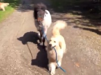 「お散歩行こ！」ポニーの手綱を引っ張って、一緒にお散歩するゴールデンレトリバー