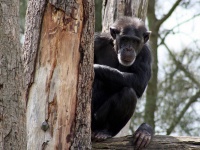 動物園の年老いたチンパンジーに特別な愛情を注ぐ女性、園側から接見禁止令が出される