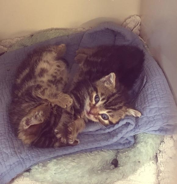 cat-8 [www.imagesplitter.net]