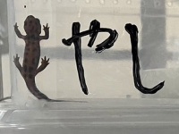 体を張って文字を表現する生物に15万人驚がく　「かわいいしセンスがすごい」「完璧だ」