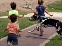 例え子犬でもグレートデンとぶつかるとこうなる。芝生を駆け回っていた子供に走り寄ったグレートデーン、タックルを決めてしまう