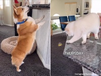 今日はこれか？犬にテーブルの上の食べ物を横流しする猫