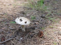 コロコロチキチキペッパーズ・ナダル　子ども時代　毒キノコを食べて死にかけた