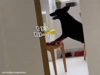 台所に料理を置いたまま、犬をひとりにしたらどうなるか？1分後、ものすごい頭使ってきた！